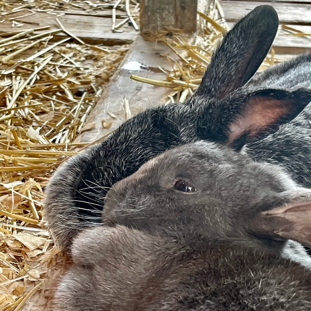 Meet your Posher, Wenqi